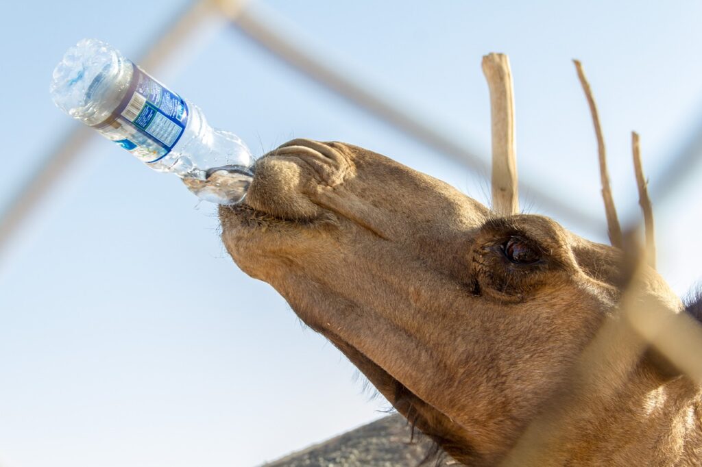 How Long Does Bottled Water Last - Become Self Sufficient